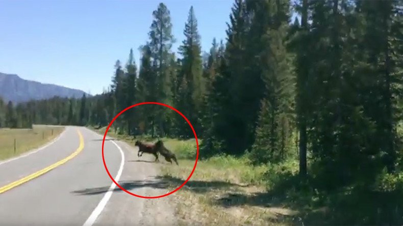 ‘Grizzly’ bear’s take down of defenseless cow captured near Yellowstone (VIDEO)