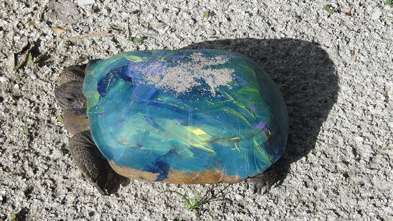 Don’t paint your turtle: Rogue artists warned over dangerous shell game 