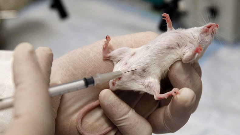 ‘Artificially sick’: Genetic experiments on animals triple in Germany