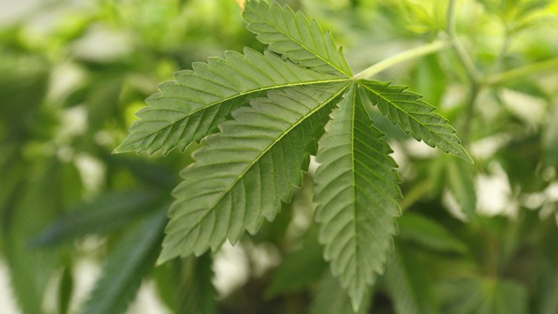  Medical marijuana research farms to grow, but pot remains 'dangerous drug'