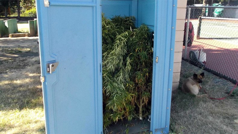 ‘Fresh Connection’: Oregon man finds portable toilet packed with pot