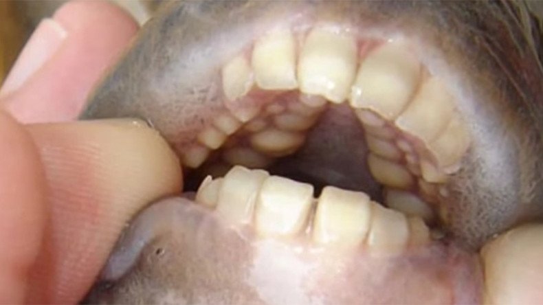 ‘Genitalia-eating human-toothed’ fish pulled from Michigan lakes (PHOTO)