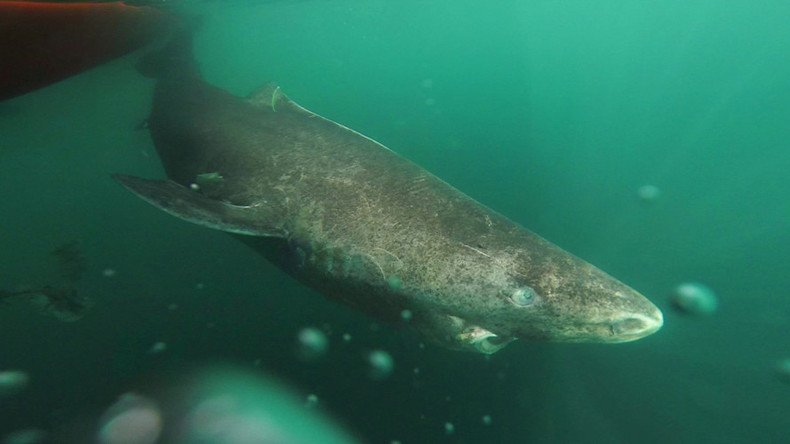 ‘Nuclear bomb’ carbon dating shows Greenland shark can live for 400yrs (PHOTO)