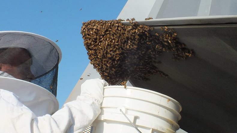 Sticky situation: Swarm of honeybees blocks F-22 fighter