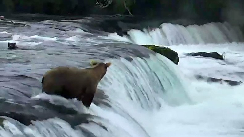 Mama bear rushes to save her babies from Alaskan waterfall (VIDEO)