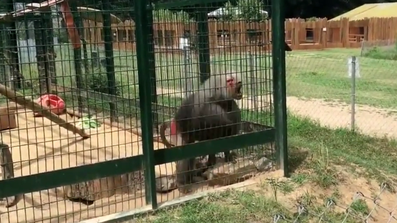 ‘Oh sh*t!’ Cheeky baboon throws poop at two little girls (VIDEO)
