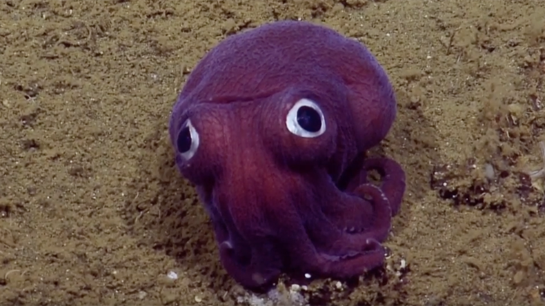 Delighted scientists discover goofy squid (VIDEO)