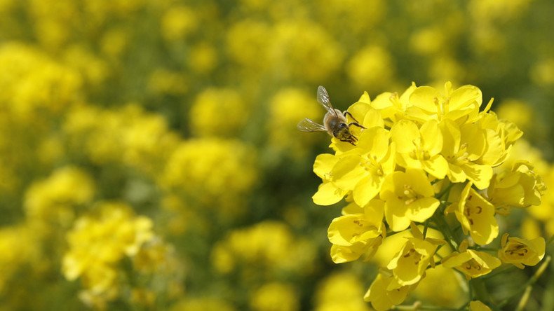 Buzzkill: Neonicotinoid insecticides on oilseed rape lead to bee decline across England, study says