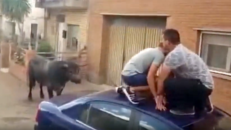 7-yo girl hospitalized after being gored by bull during Spanish fiesta (VIDEO)