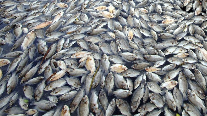 ‘Unprecedented’: Deadly parasite kills thousands of fish, prompts Yellowstone river closure 