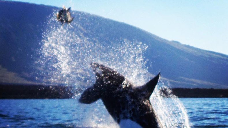 Shell shock: Killer whale stuns tourists with Galapagos turtle attack (VIDEO)