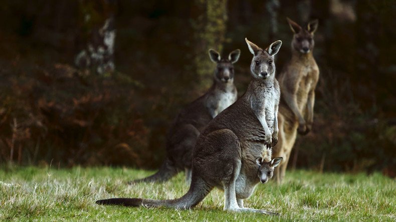 Kangaroo decapitated in ‘torture video’ uploaded to Snapchat (GRAPHIC PHOTOS)