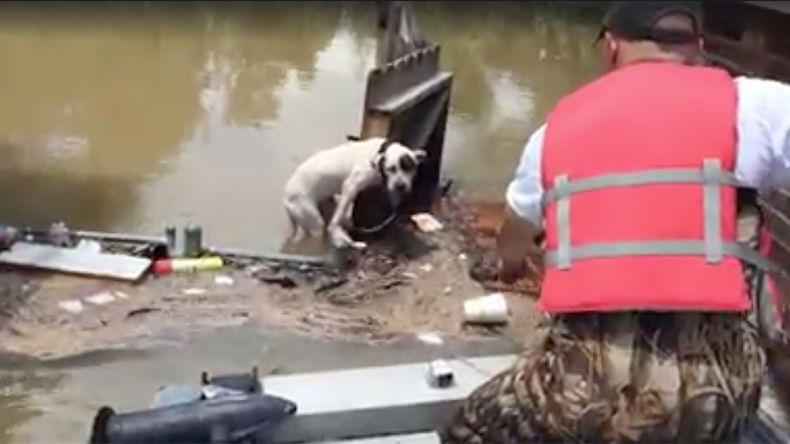 Stranded dog clinging to fence rescued from Louisiana flood waters (VIDEO)