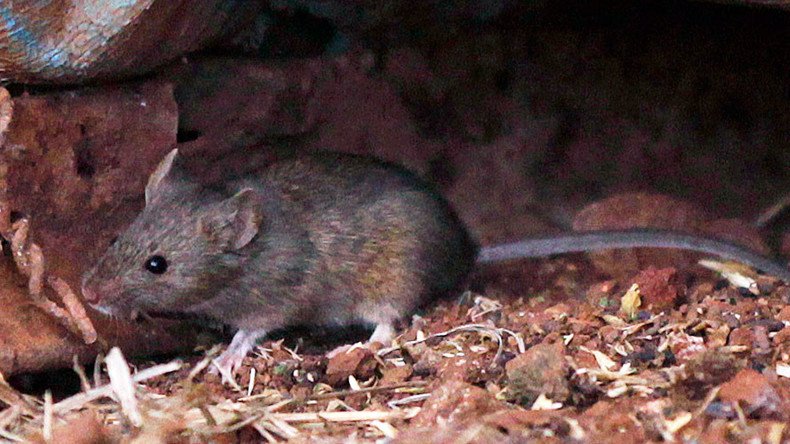 ‘Super tough’ mice could stalk London Underground’s night trains