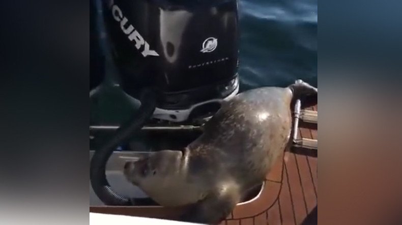 No seal, no deal: Orcas surround boat as seal takes refuge (VIDEO)