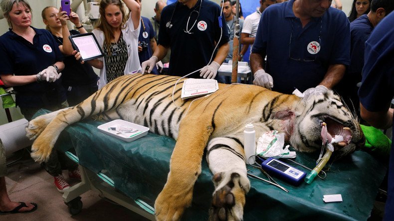 ‘World’s worst zoo’ in Gaza shut down as Bengal tiger & other animals removed