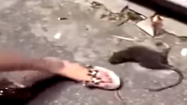 Zombie rat gets revenge on annoying human (GRAPHIC VIDEO)