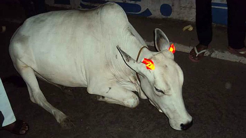 Bright idea: Cows get glow-in-the-dark horns to prevent late night crashes (PHOTOS)