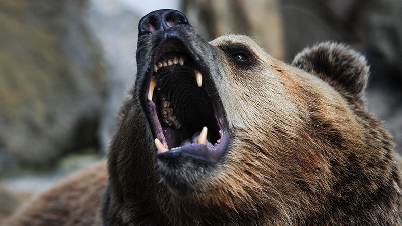 ‘The Revenant’ on a quad bike: Reserve inspector mauled by bear, manages to reach fishing camp