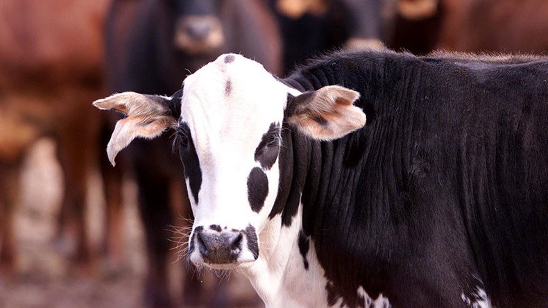 ‘They just fell’: 19 cows killed by lightning while sheltering under tree at Texas farm