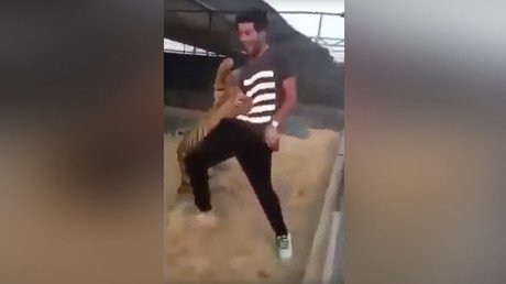 Tiger in Saudi Arabia attacks man after he tries to play with it (VIDEO)