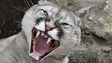‘Like owning a dog’: Cougar kept as pet in Russian apartment (VIDEO)