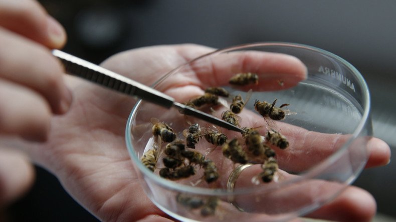 ‘Mass killing’: Anti-Zika spraying accidentally slays millions of SC’s honeybees 