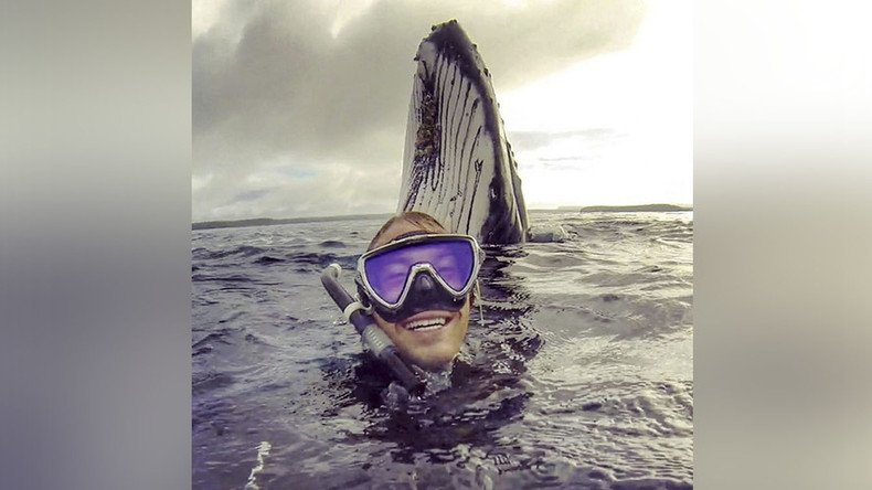 Whale hello there: Humpback photobombs snorkeling Aussie in Pacific Ocean (PHOTO)