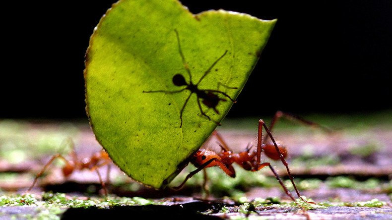 A bug’s life: Hardy ants construct tragic but ‘unique’ colony in Soviet-era bunker 