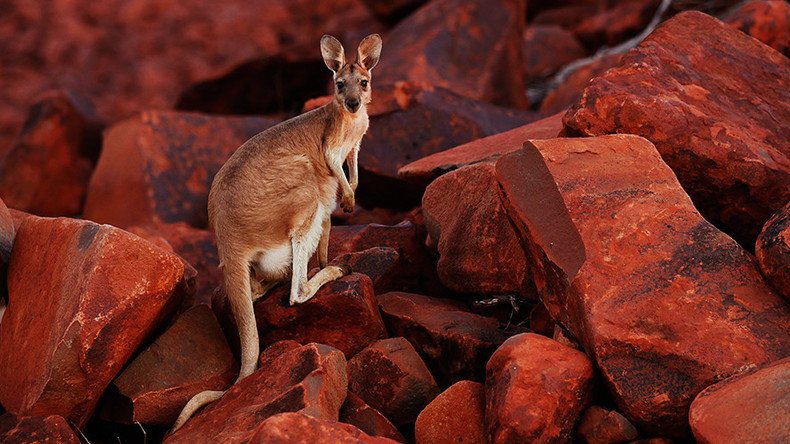 19yo Australian ‘kangaroo bomb’ plotter sentenced to 10 yrs