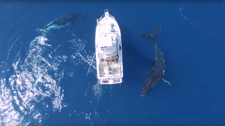 Breathtaking footage shows humpback whales circling boat (VIDEO)