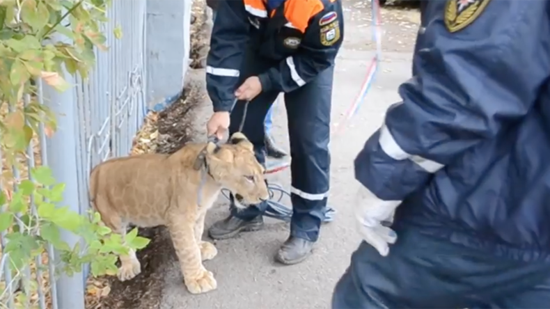 Walk on the wild side: Lion cub roams Russian city’s streets, poses for pics with passersby (VIDEO)
