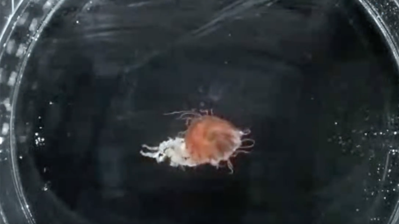 Surf and turf: Lobster larvae feast on venomous jellyfish while hitching a ride (VIDEO)