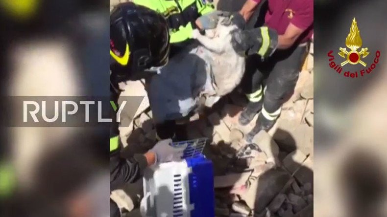 1 life down, 8 to go: Miracle cat rescued after 16 days in Italian earthquake rubble (VIDEO)