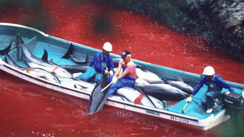 ‘Let the dolphin games begin’: Gruesome Japanese cove hunt spills first blood