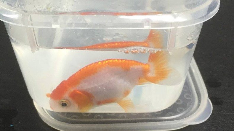 Fish of gold: Australian woman cashes in $500 to save her $12 pet