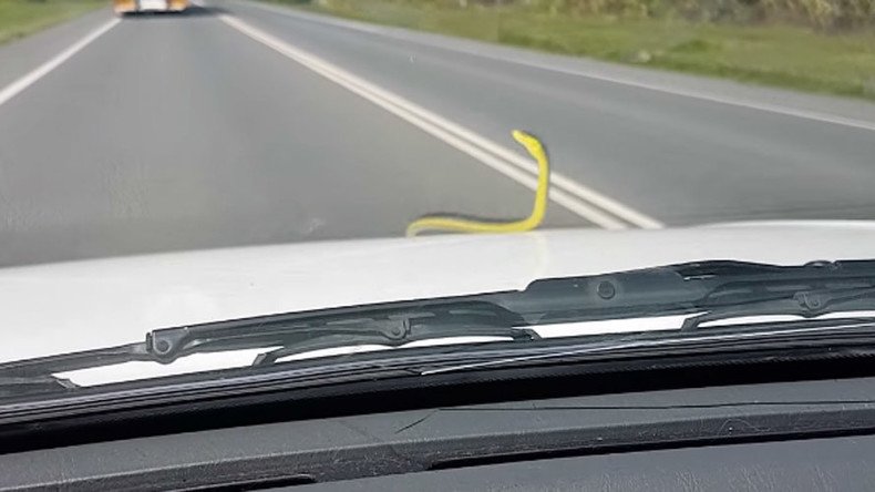 Live snake terrifies passengers after hitching ride on hood of car (VIDEO)