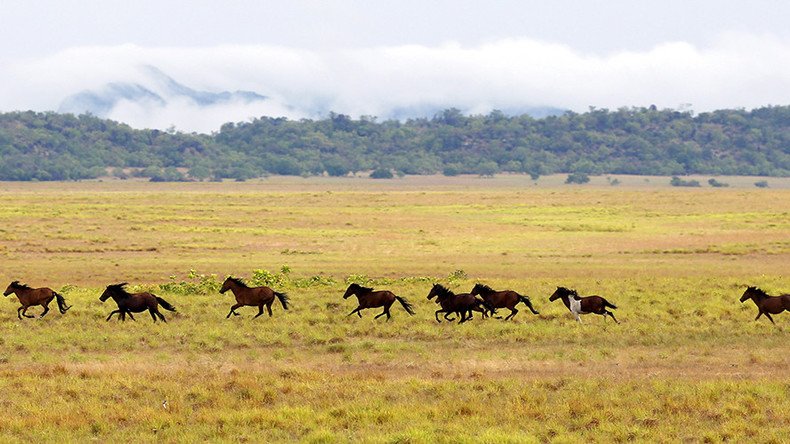 Wild horses no cash cow: 45,000 to be killed by Bureau of Land Management