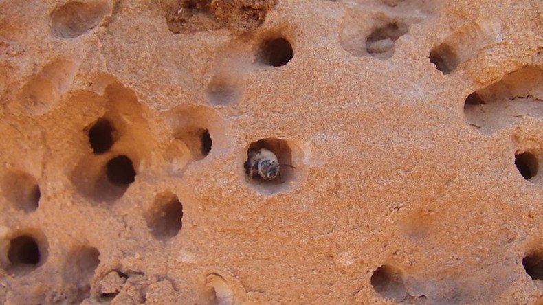 New desert bee species builds nests out of solid rock (PHOTOS)