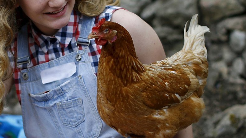 Kissing & cuddling chickens bad for your health — CDC