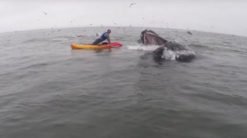 Humpback whale launches at kayaker with open jaws (VIDEO)