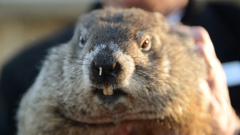 ‘Woodchuck homicide’: NY cops suspended over groundhog killed with golf cart