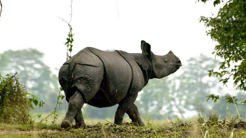 Roaming rhino becomes Nepalese town’s most popular visitor (VIDEO)