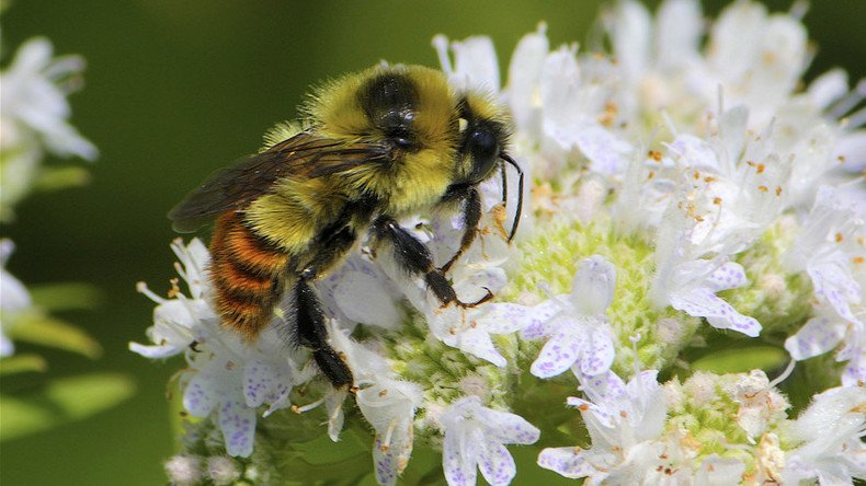 Will bumble bees go the way of the dodo? Endangered status proposed