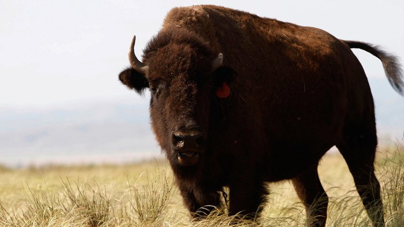 European bison 'Sauron' poisoned, decapitated at reserve in Spain