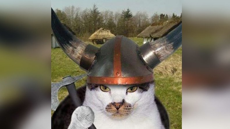 Ancient cats cruised with Vikings, DNA study reveals