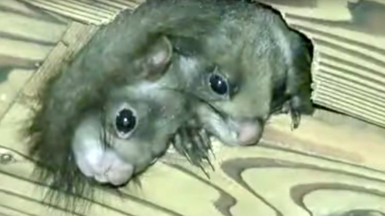 Fake or Freak? Footage of 2-headed squirrel driving viewers nuts