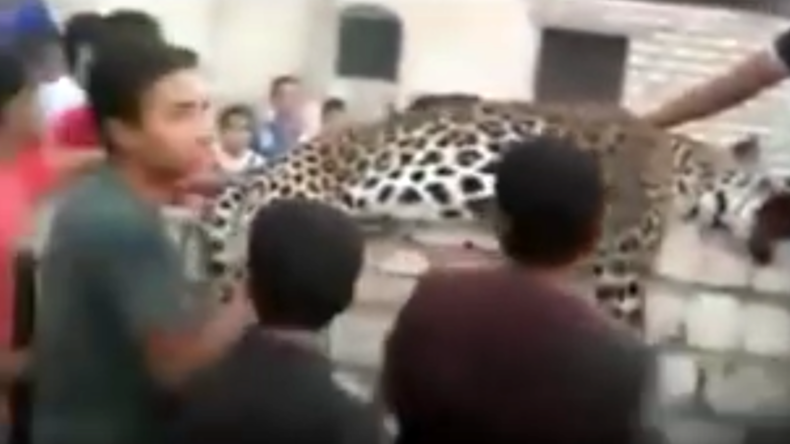 Escaped leopard kills 9yo girl, selfie frenzy ensues (VIDEO)