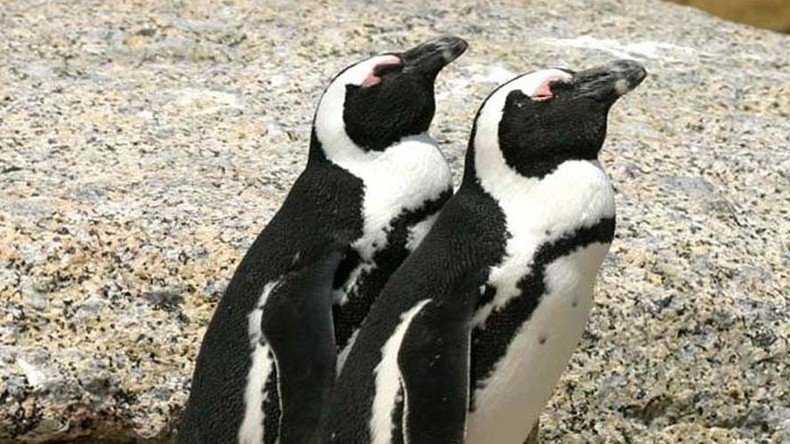 Hey Buddy: Search continues for endangered penguin, while two charged in SA