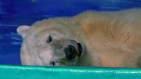‘World’s saddest polar bear’ offered new home in Britain 